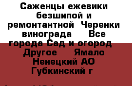 Саженцы ежевики безшипой и ремонтантной. Черенки винограда . - Все города Сад и огород » Другое   . Ямало-Ненецкий АО,Губкинский г.